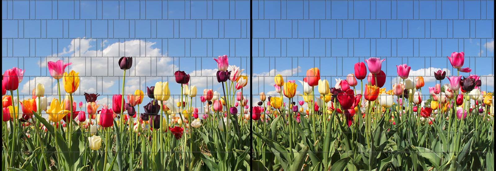 Tulpen - Panorama XL bedruckte Sichtschutzstreifen für Doppelstabmattenzaun