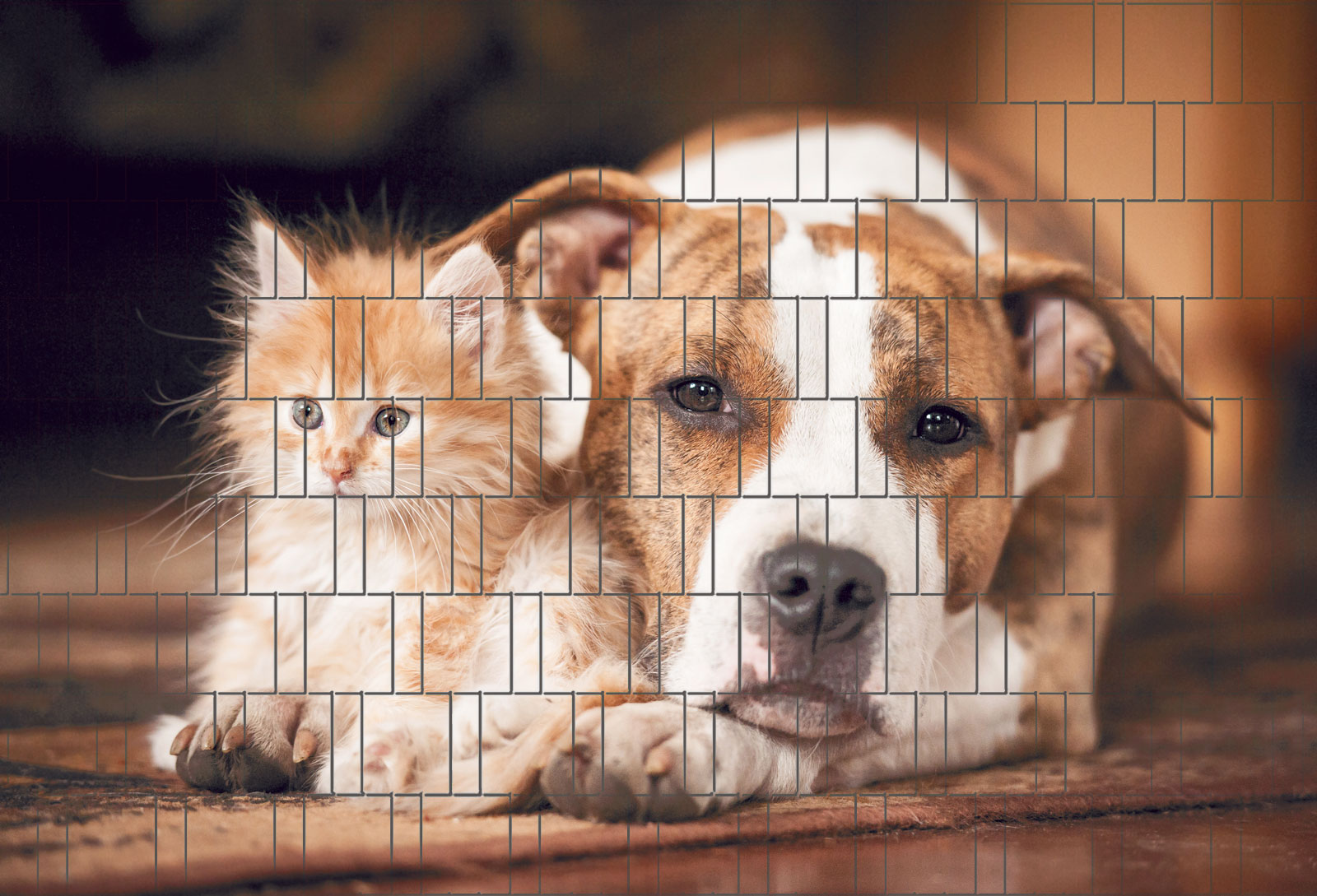 Hund & Katze - Bedruckter Sichtschutz Streifen Rolle Doppelstab Zaun